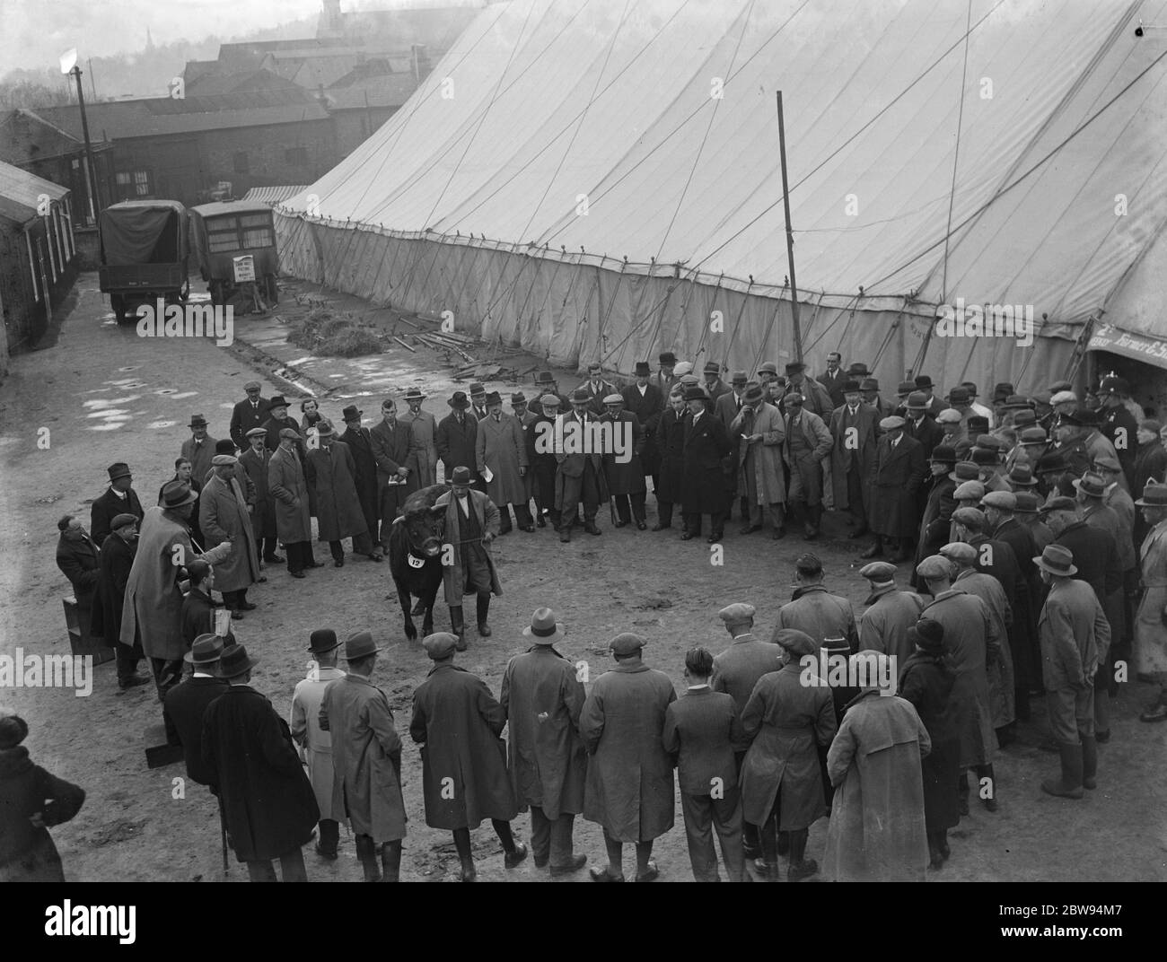 The Fat Stock Show in Redhill , Surrey. Bulls are led round in circles . 1936 Stock Photo