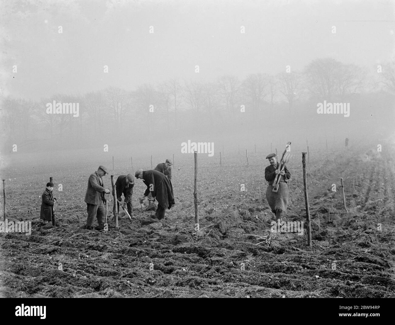 Planting mulberry trees for silkworms . 1936 . Stock Photo