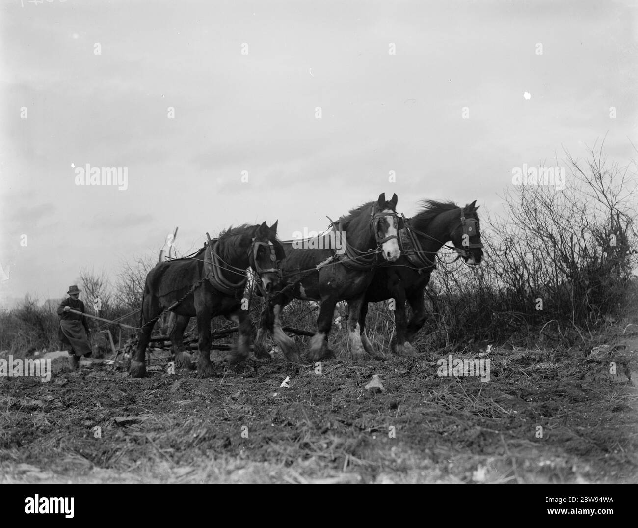 Plough horse hires stock photography and images Alamy