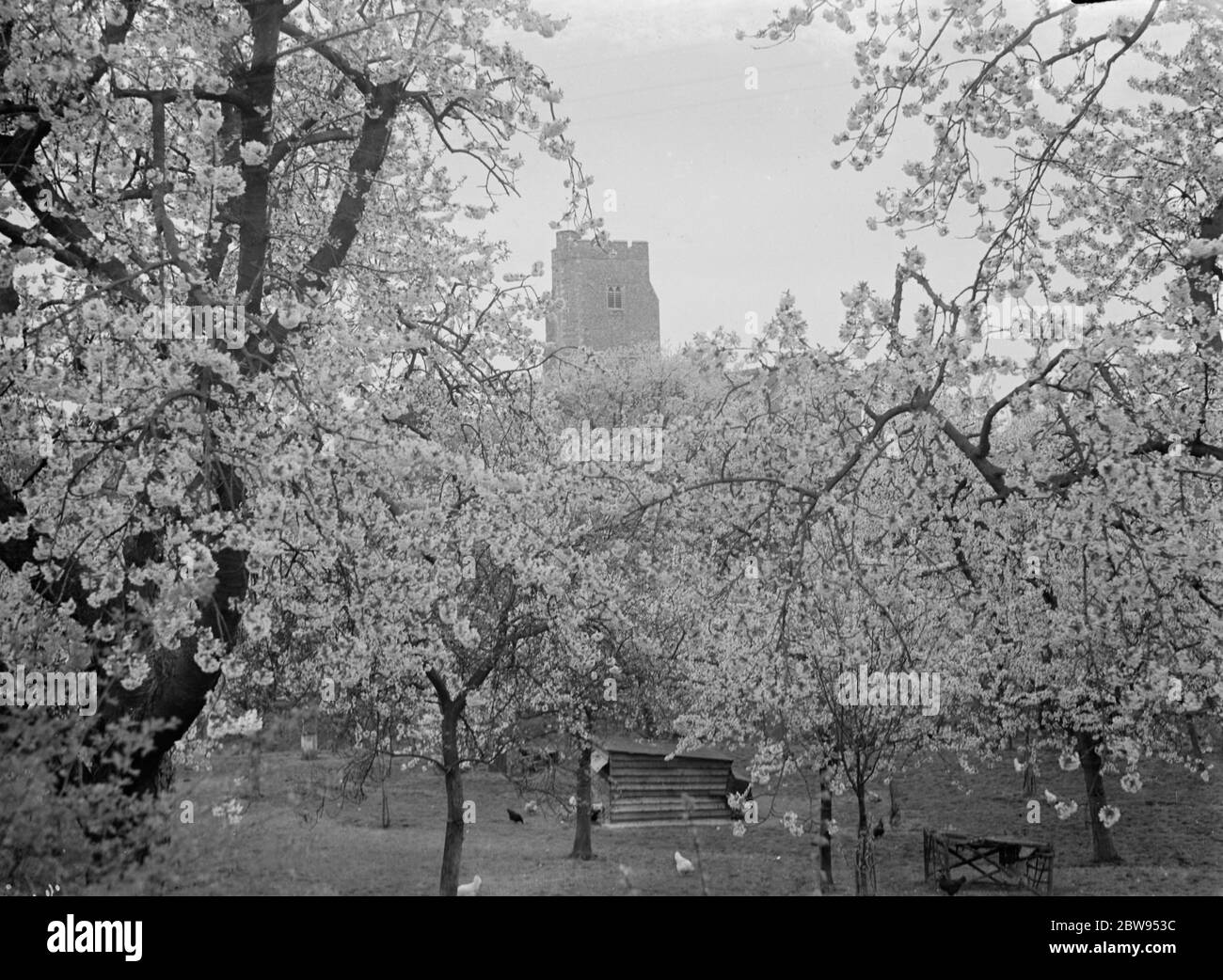 Newington church , Kent , see through the tree blossom . 1936 . Stock Photo