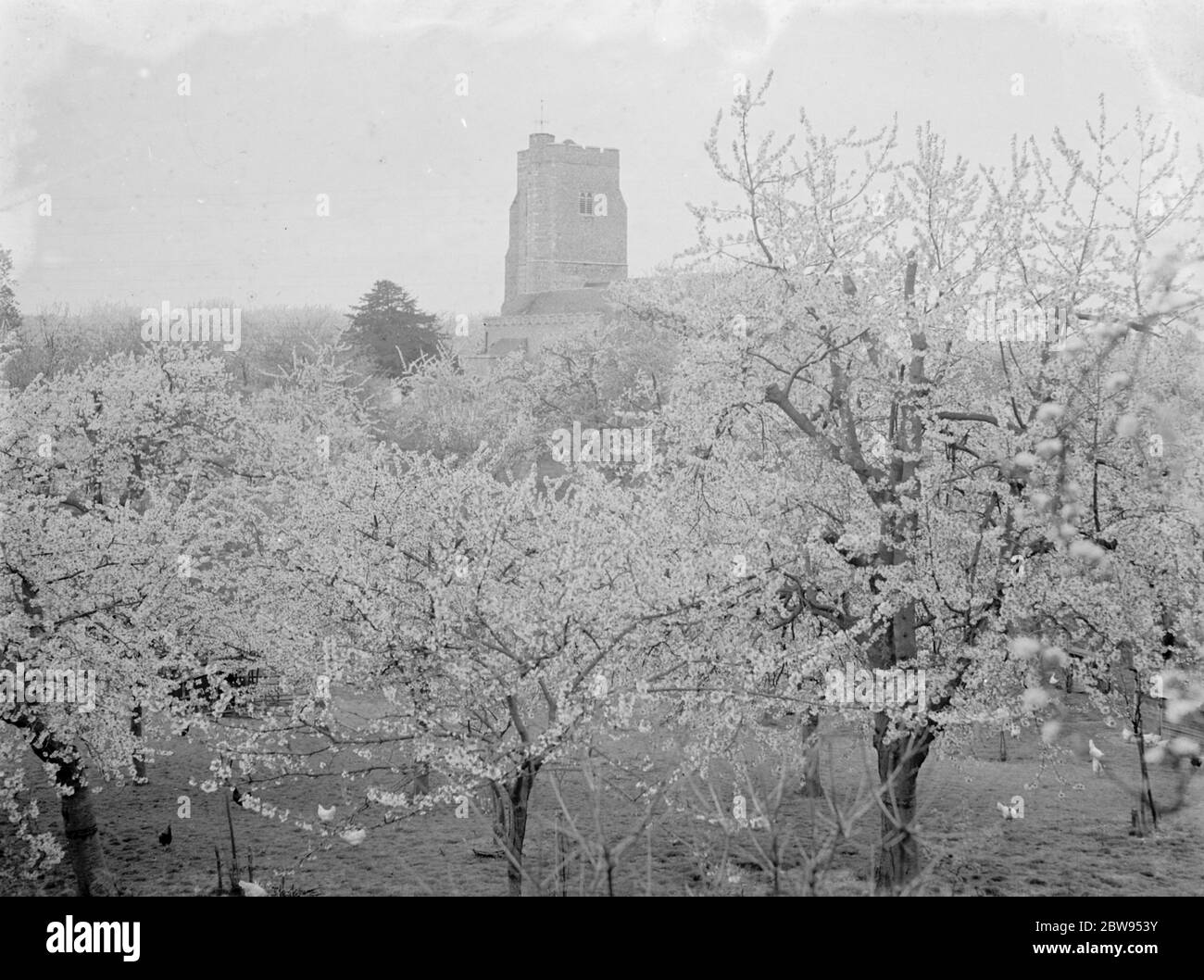 Newington church , Kent , see through the tree blossom . 1936 . Stock Photo