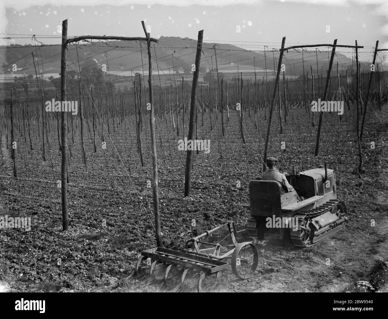 A farmer on his Inernational tractor draws a harrow between the hop vines . 1935 . Stock Photo