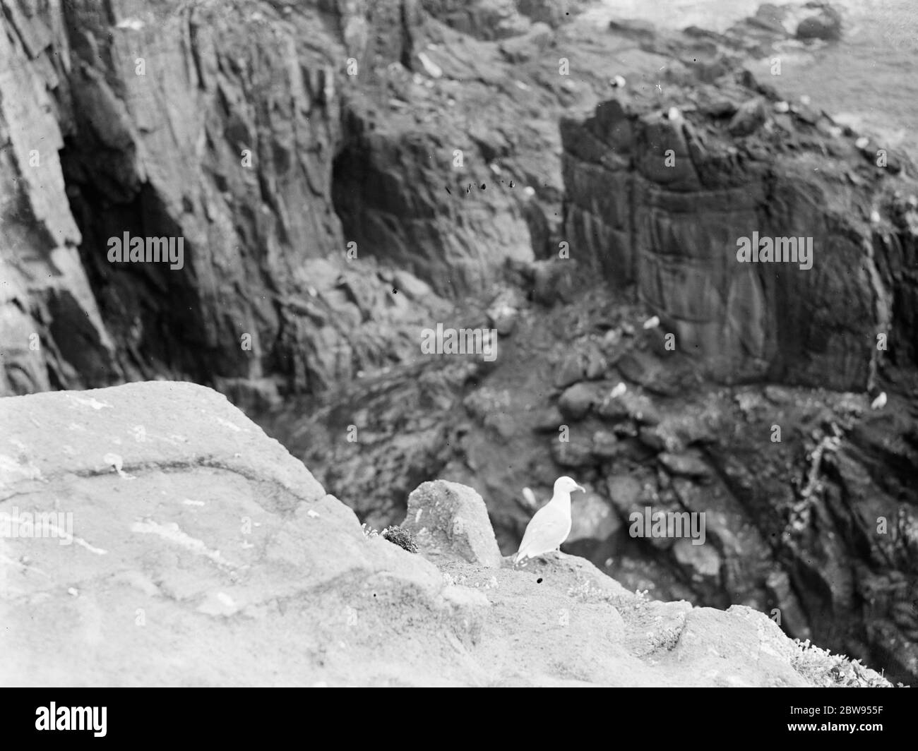 Seagull sits atop a cliffs . 1936 Stock Photo