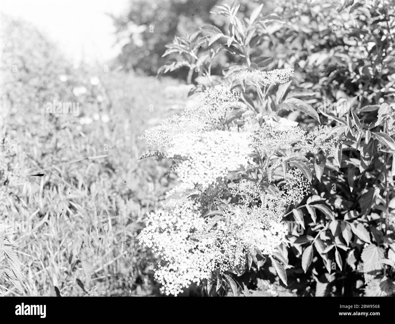 Black elderberry Black and White Stock Photos & Images - Alamy