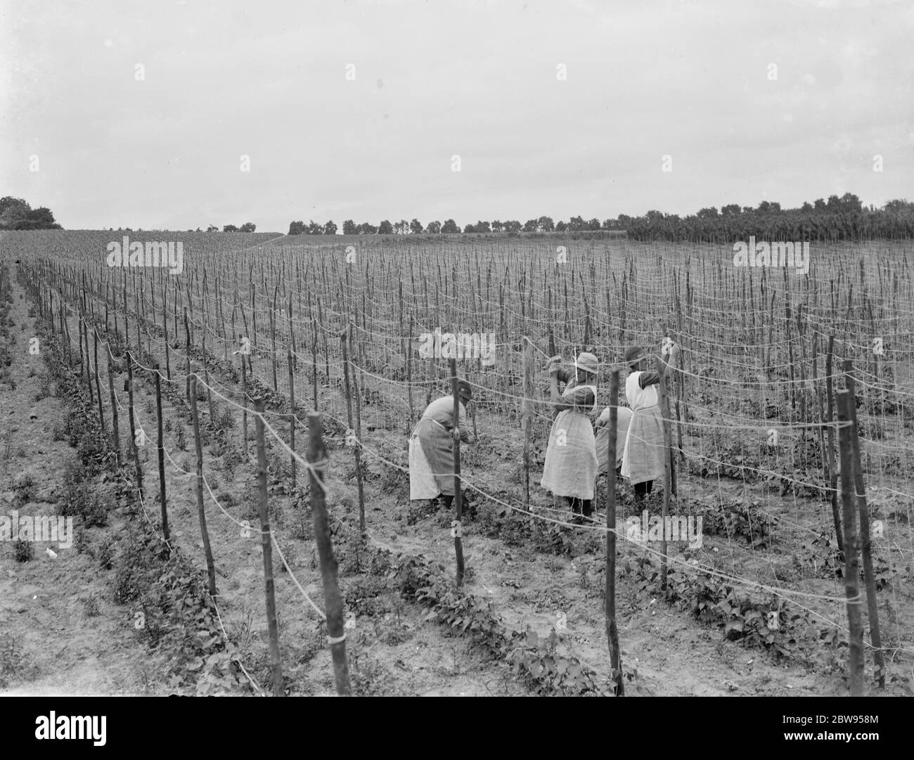 Stringing beans in Ruxley , Kent . 1936 Stock Photo