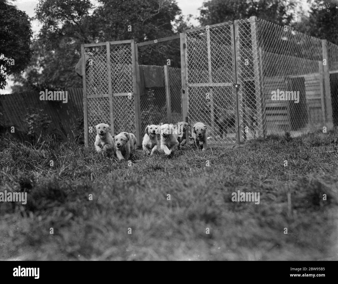 Puppies run out of their cage at the South Darenth Kennels in Kent . 1935 Stock Photo