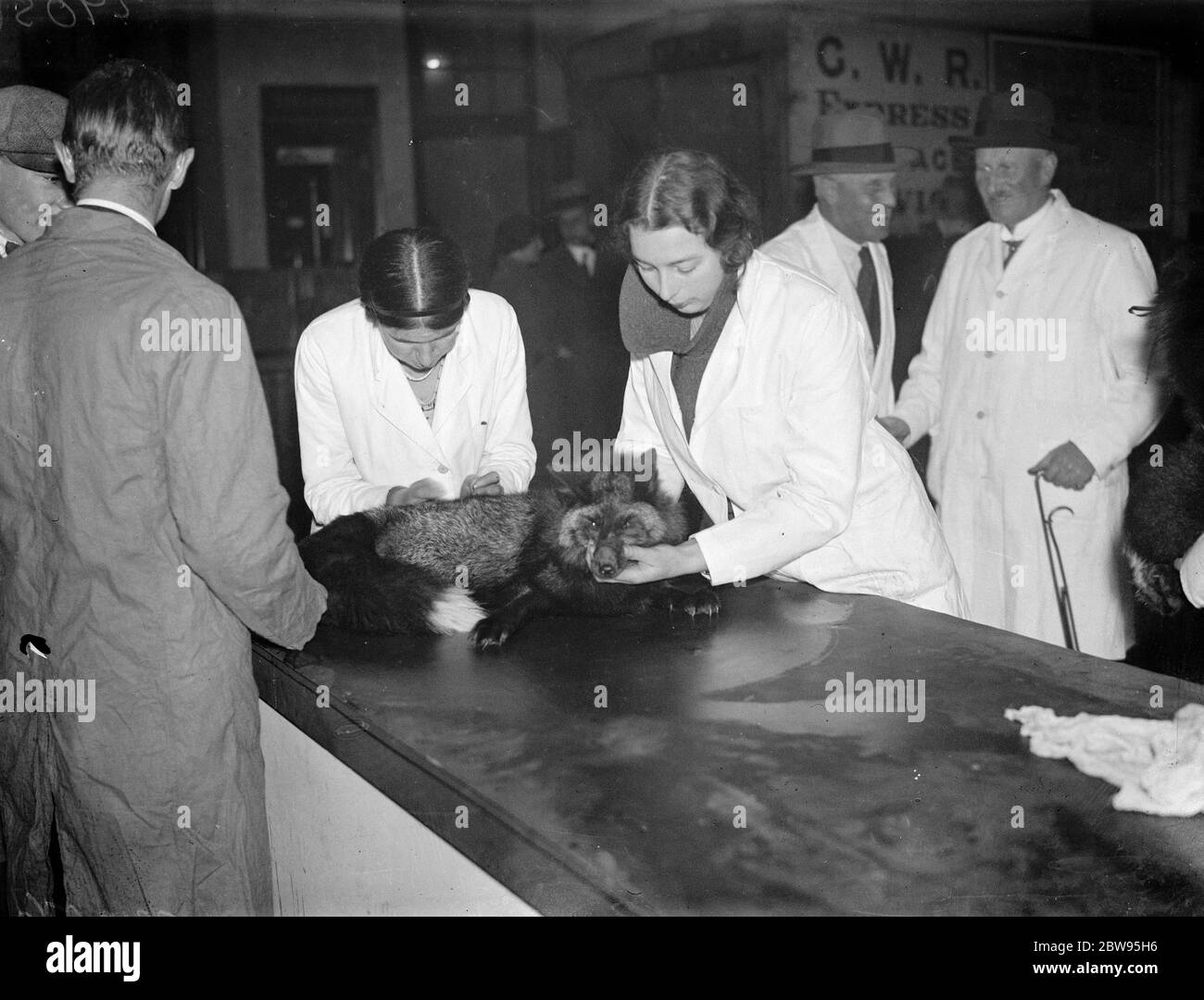 Women vets appear for first time at silver fox show . Women veterinary surgeons made their first appearance at an exhibition in London when they were at an exhibition in London when they were present at the silver fox exhibition at the Royal Agricultural Hall , London . Miss A N Catchpole , MRCVS examining a silver fox with an assistant at the show . 15 November 1932 Stock Photo