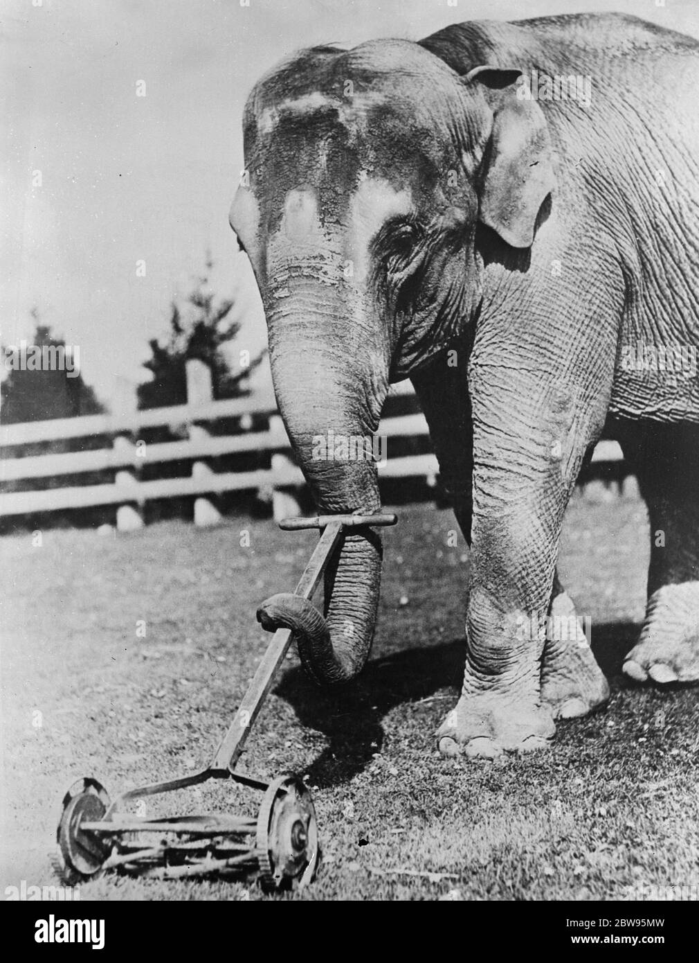 Elephant power for the lawn mower .  Wide awake  one of the huge elephants at the  Woodland Park Zoo  , is Seattle , assists in the mowing the lawn . 25 April 1932 Stock Photo