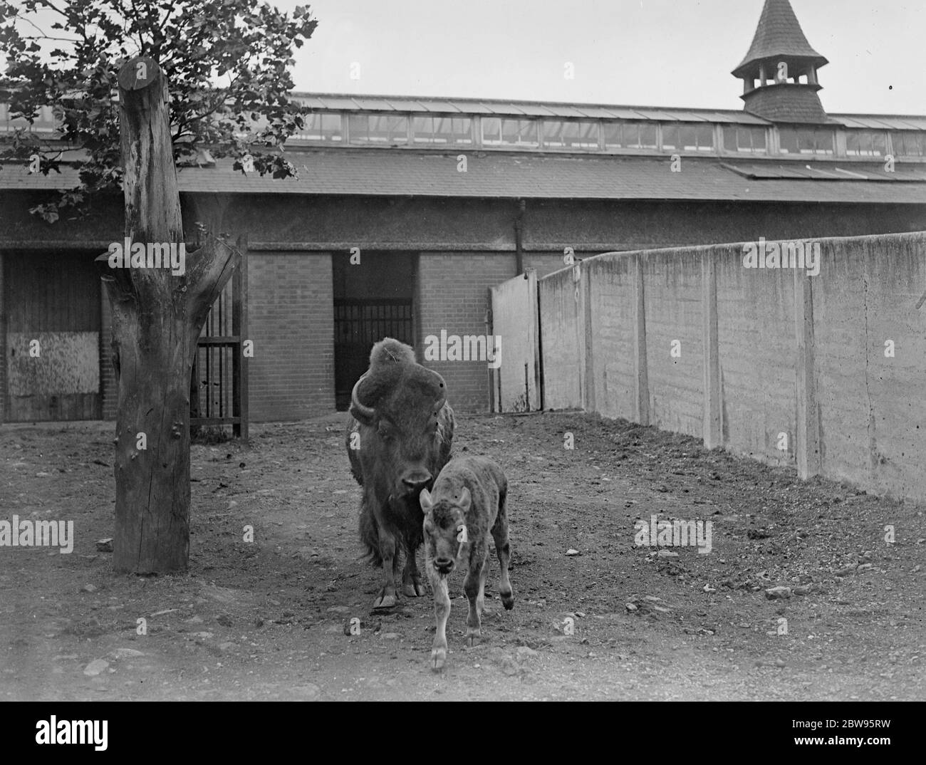 Mother and son at the London Zoo . The North American bison at the London Zoo with her son , which is now nearly a month old , and which is taking its first real look at the world . 30 June 1932 Stock Photo