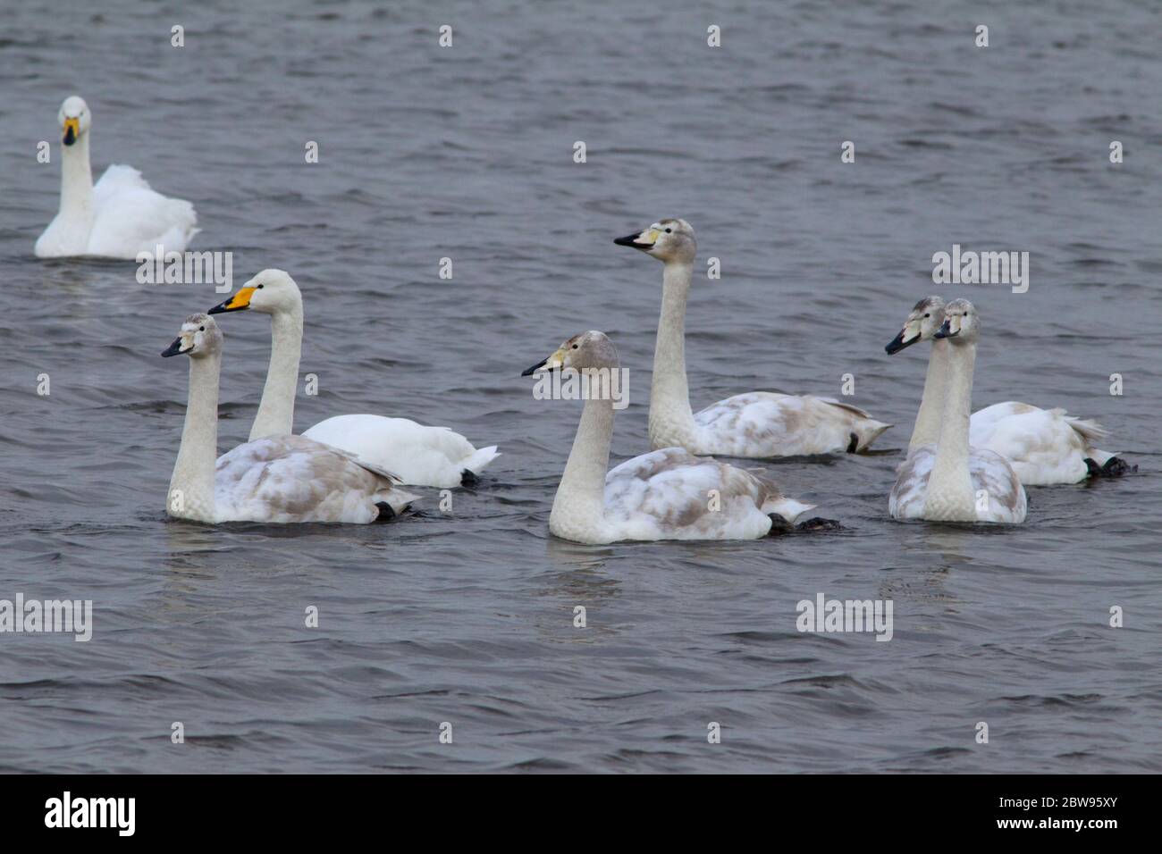 Whooper Swan, Cygnus cygnus, pair of adults swimming with five juveniles.  Taken December. Welney, Norfolk, UK Stock Photo