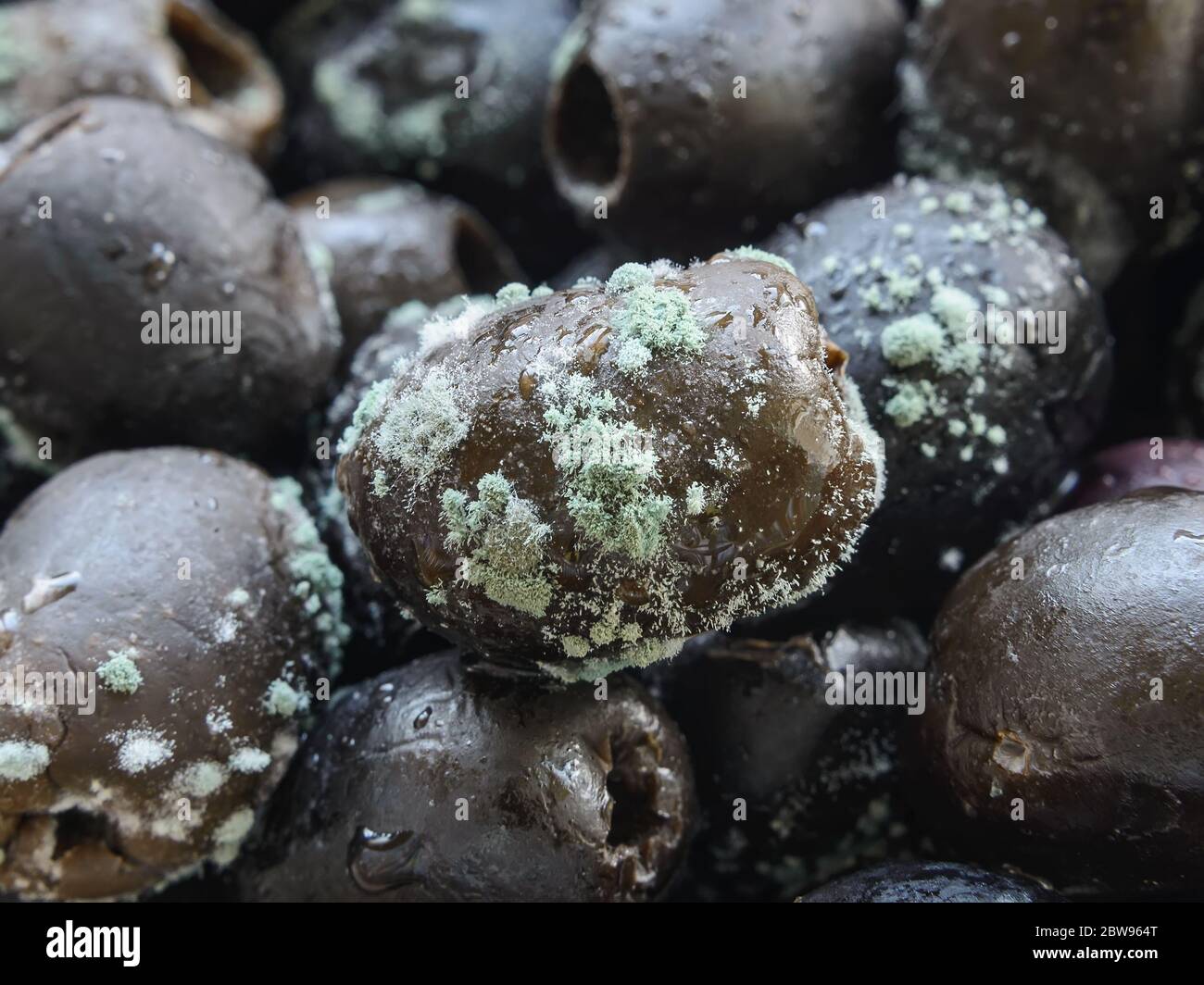 Macrophotography of spoiled olives with white green mold. Mold fungus on stale olives. Food forgotten in the fridge. Improper or too long food storage Stock Photo