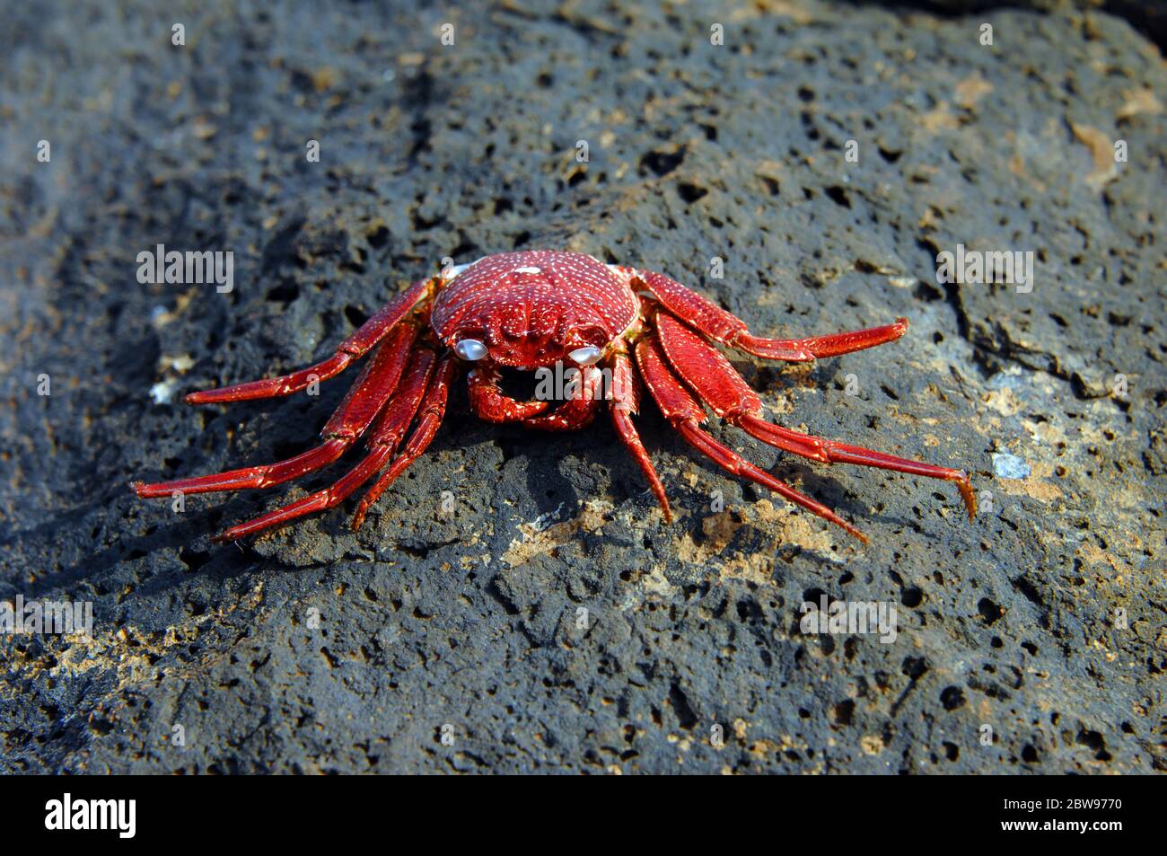 This crab was baked alive as it was stranded as tide receeded.  It could represent several metaphors such as "baked alive", "caught between a rock and Stock Photo