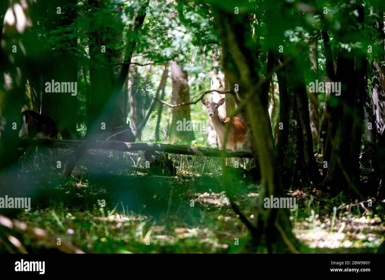 A deer hiding in a wooded area in Sussex, UK Stock Photo