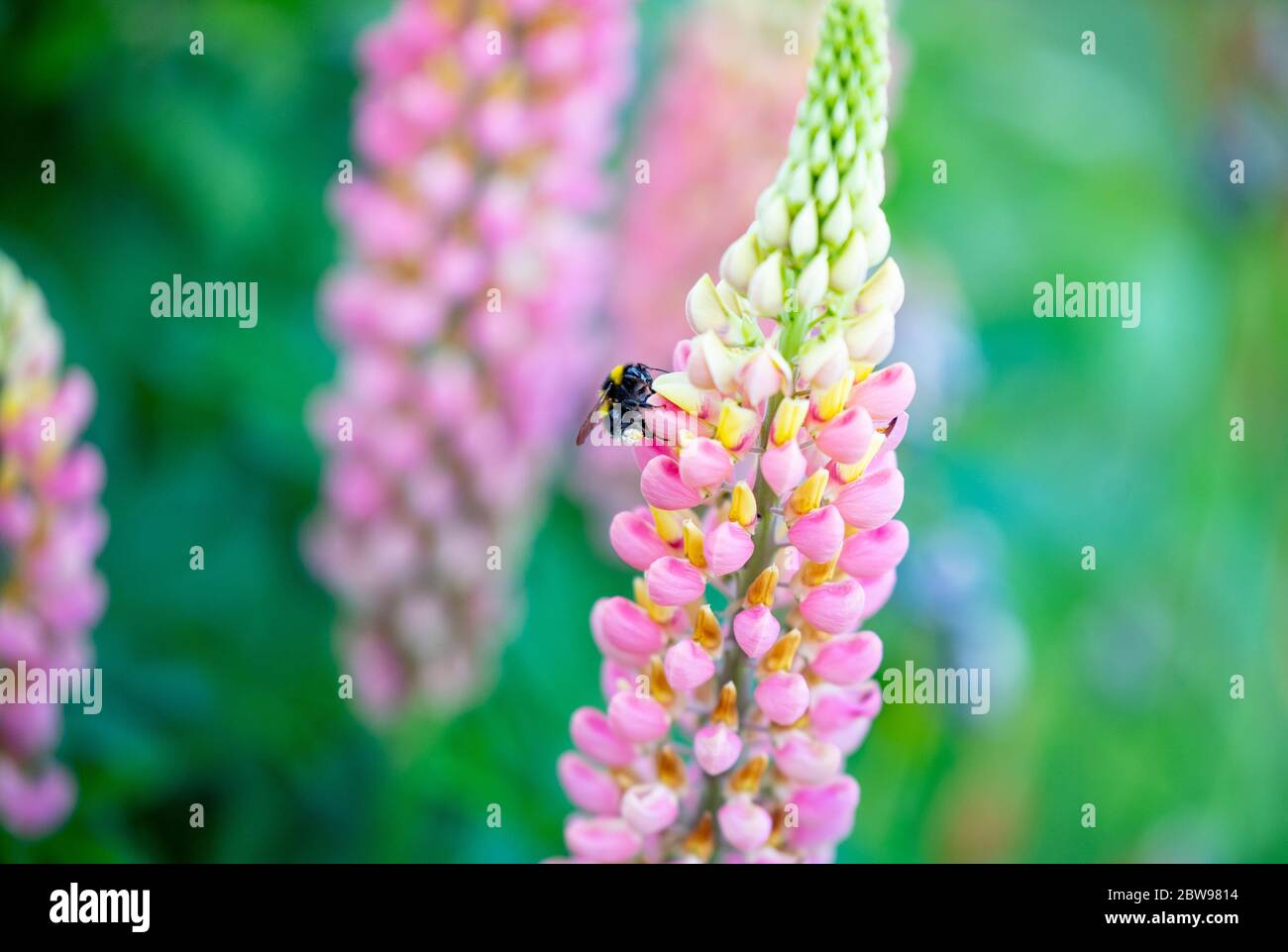 A bee approaches a flower. Stock Photo
