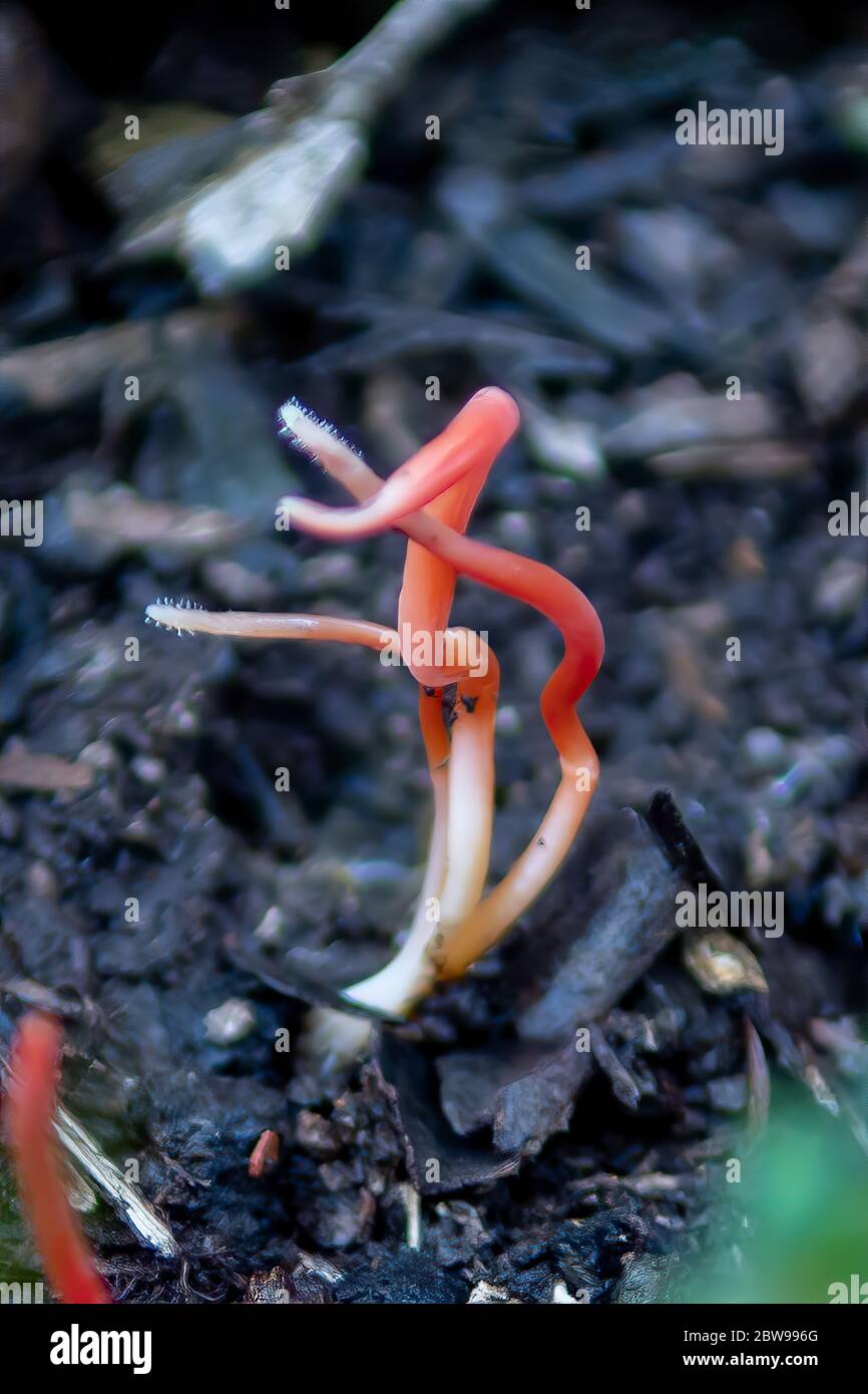 Clavaria miniata, Flame Fungus Stock Photo