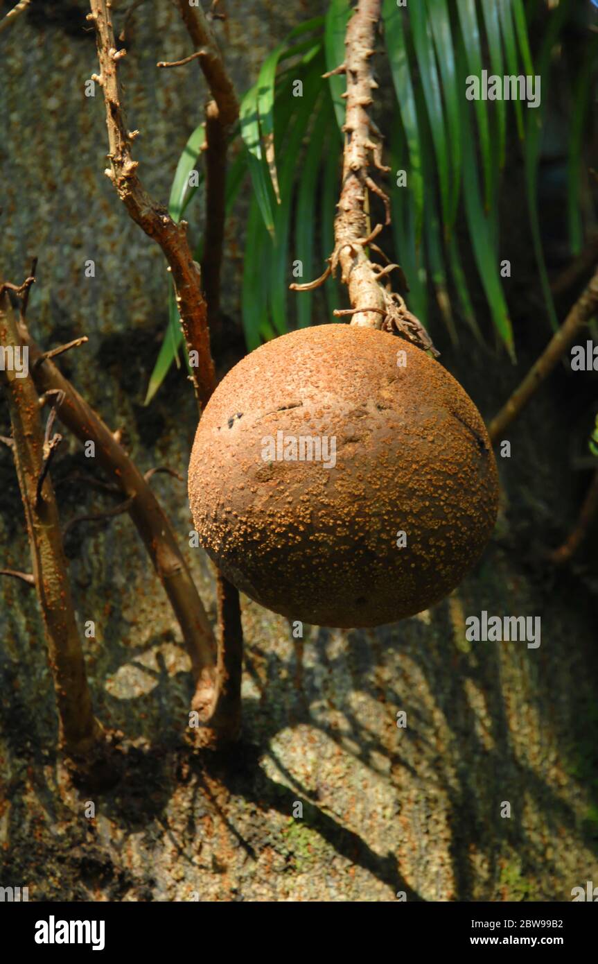 Big Island of Hawaii grows many unusual fruit among such is this