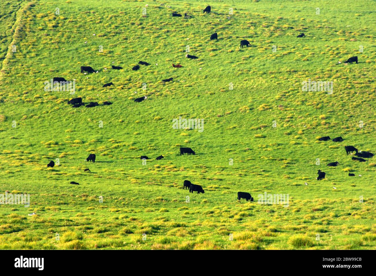 Kohala Mountain serves as feeding ground for cattle on ranches owned for generations on the Big Island of Hawaii. Stock Photo