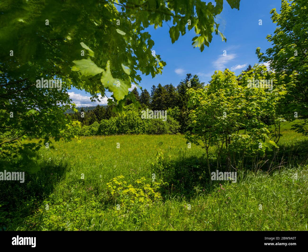 Intensive Green forest scenic scenery landscape Stock Photo