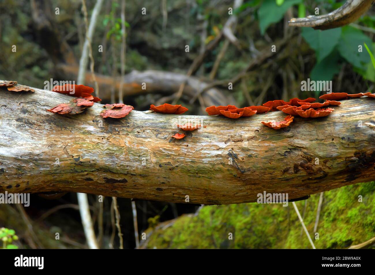 Colorful orange mushrooms grow on a fallen log in a tropical jungle on the big island of hawaii. Stock Photo