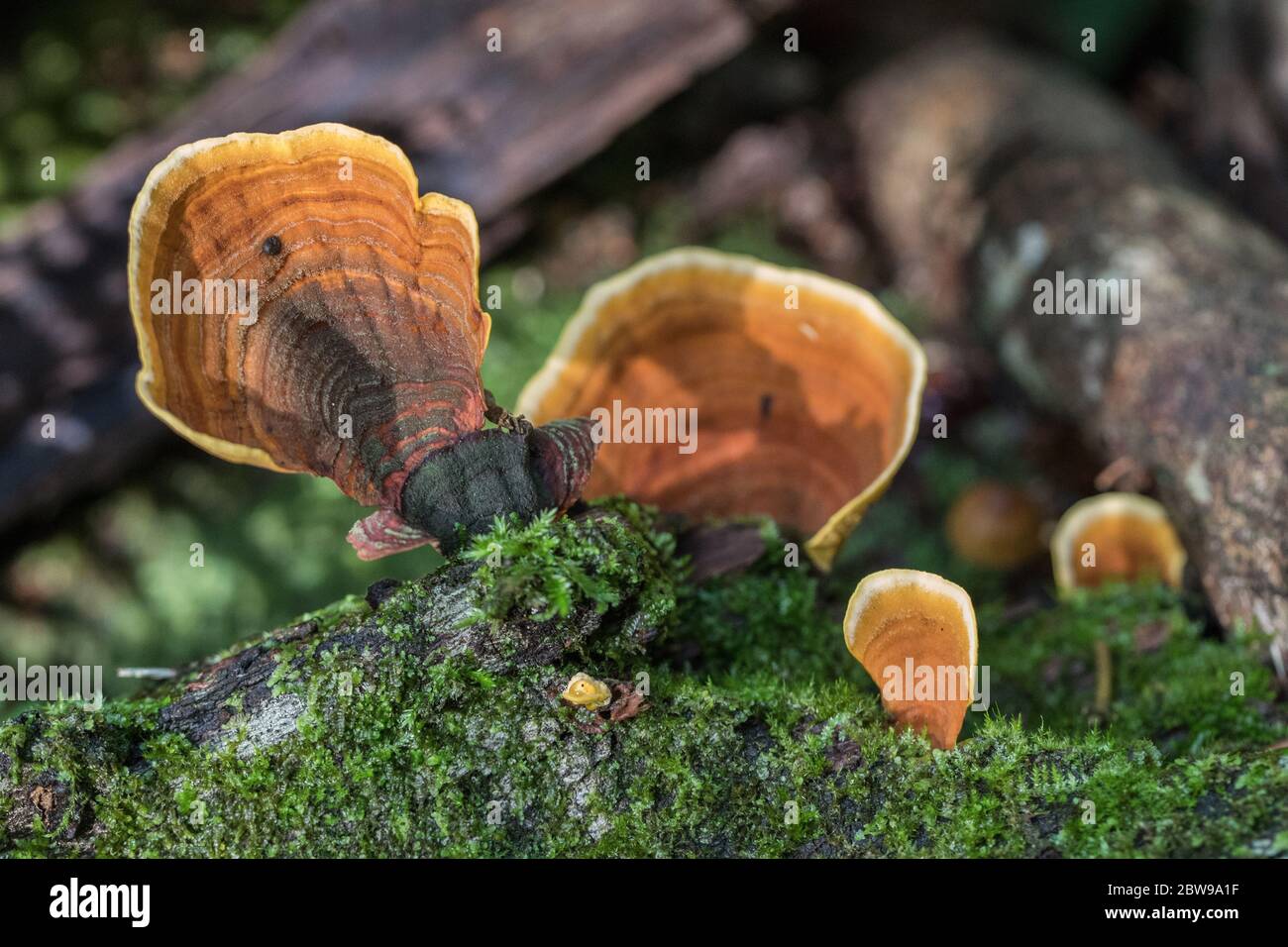 Bracket Fungi growing on rotting log Stock Photo - Alamy