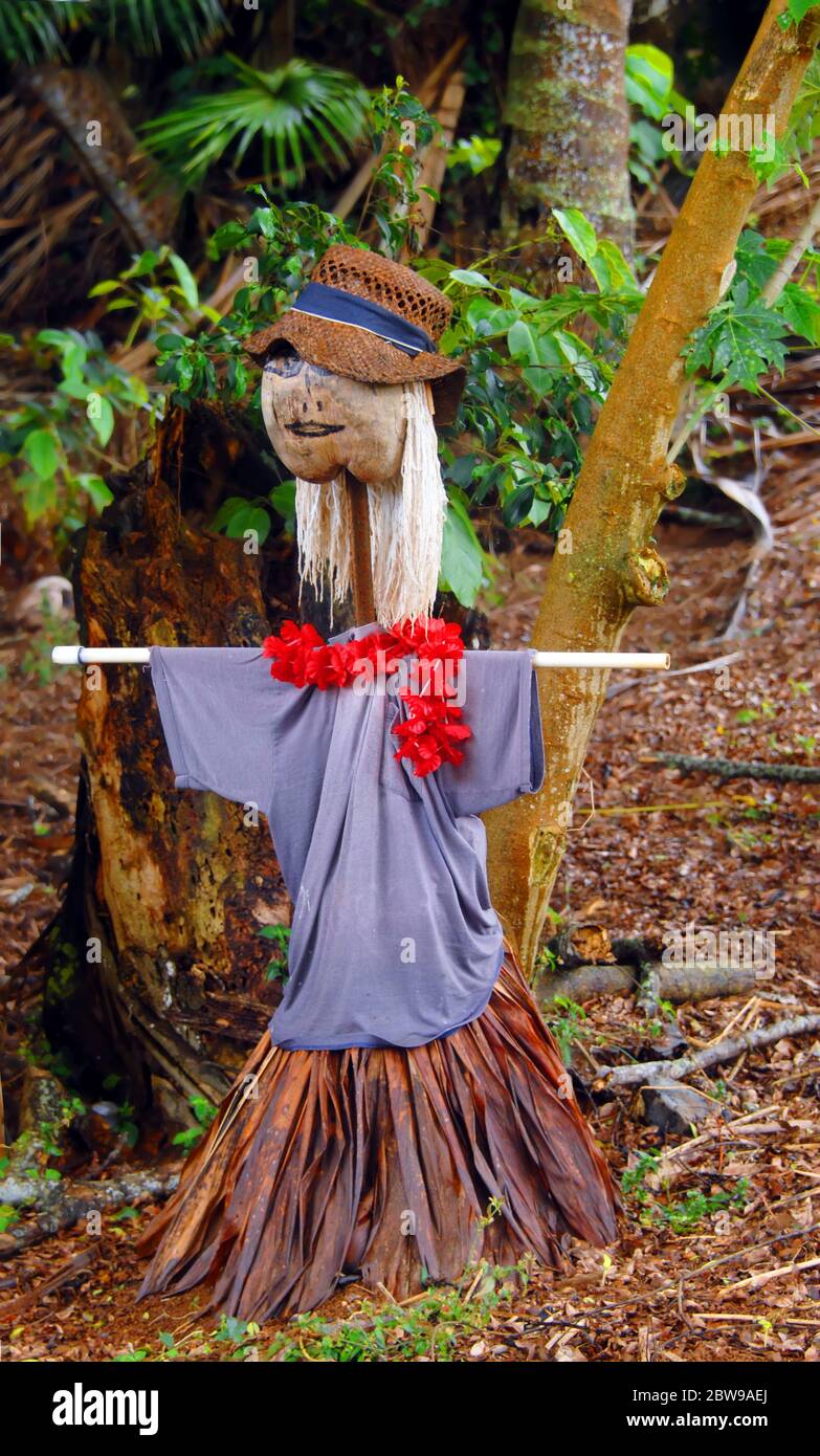 Comical scarecrow is dressed as a native hawaiian woman complete with grass skirt and lei.  Head is coconut.  Scarecrow is on Big Island of Hawaii. Stock Photo