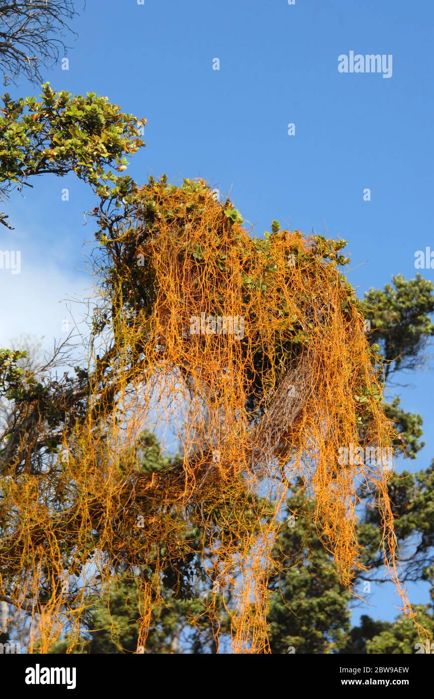 Cassytha Filiformis hangs in colorful yellow-orange strings from this Ohi'a tree in Volvanoes National Park.  This parasitic, leafless vine feeds off Stock Photo