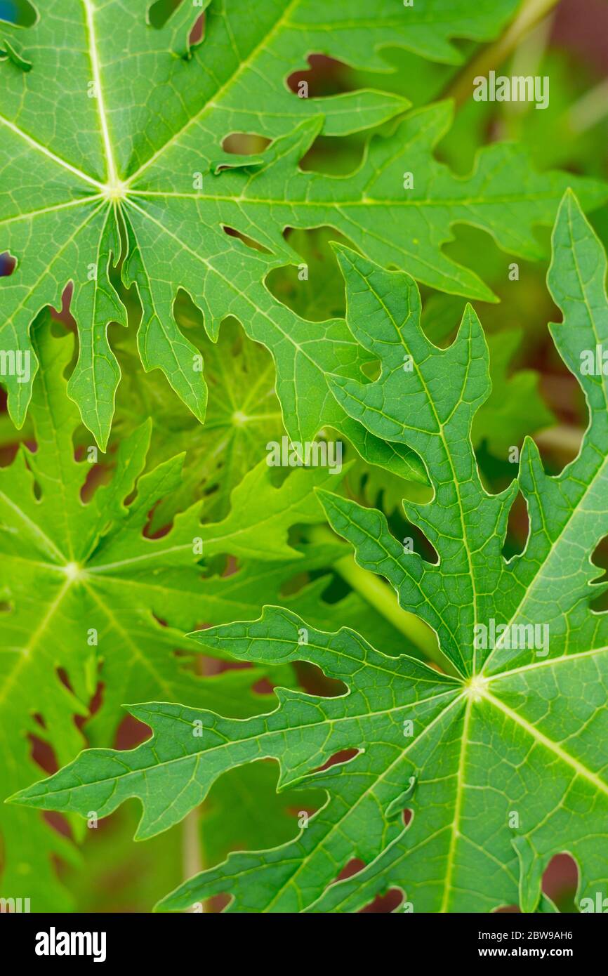 The tops and green leaves of a small papaya were taken from above. Stock Photo