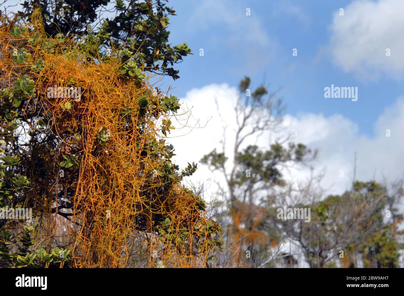 Leafless, vine called Kauna'oa Pehu or dodder laurel hangings and thrives on some of the trees in Hawaii Volcanoes National Park on the Big Island of Stock Photo