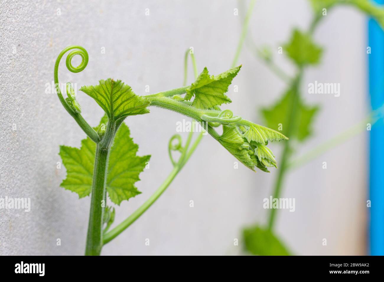 The green shoots of the pumpkin tree are taken close from the side. Stock Photo