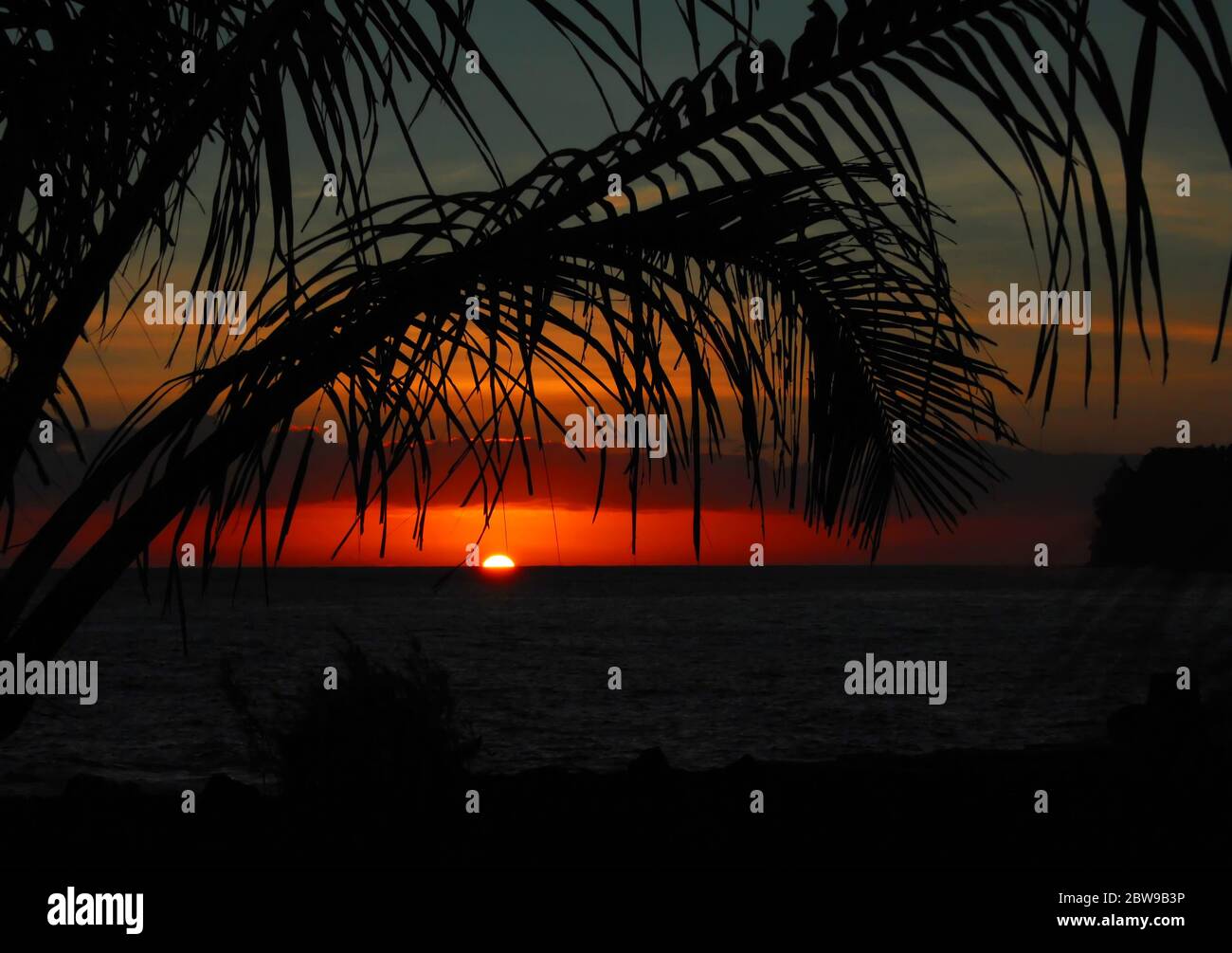 Sun peeks over horizon and colors the clouds with red and pink as it rises.  Silhouetted palm fronds cling to the last of the darkness on Laupahoehoe Stock Photo