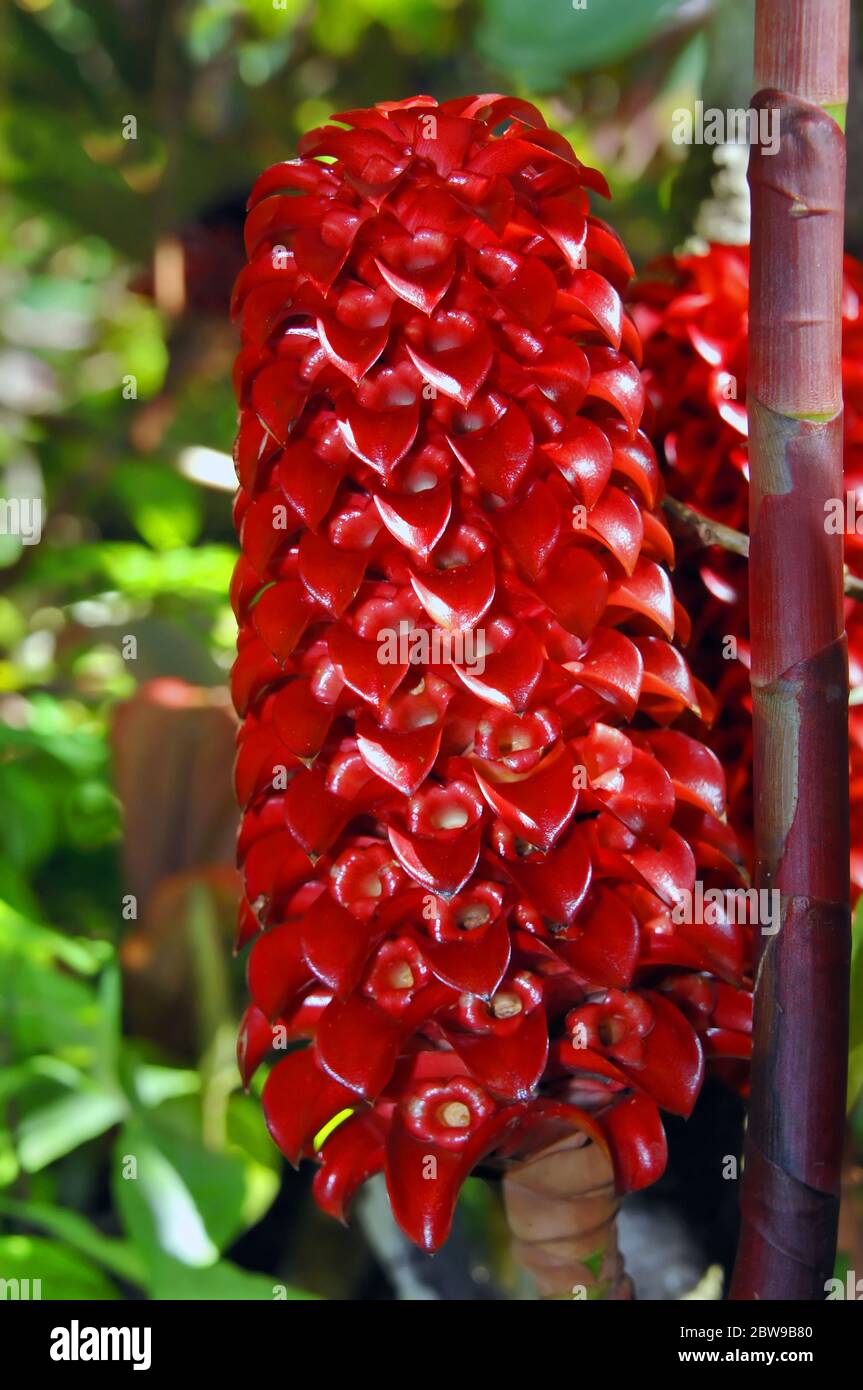 Tall flowered stem of a waxy, Indonesian ginger blooms in the lush tropical foliage of the Hawaii Botanical Tropical Garden on the Big Island of Hawai Stock Photo
