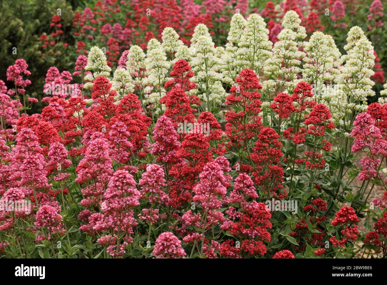 Centranthus ruber, Red Valerian, white,pink, red varieties Stock Photo