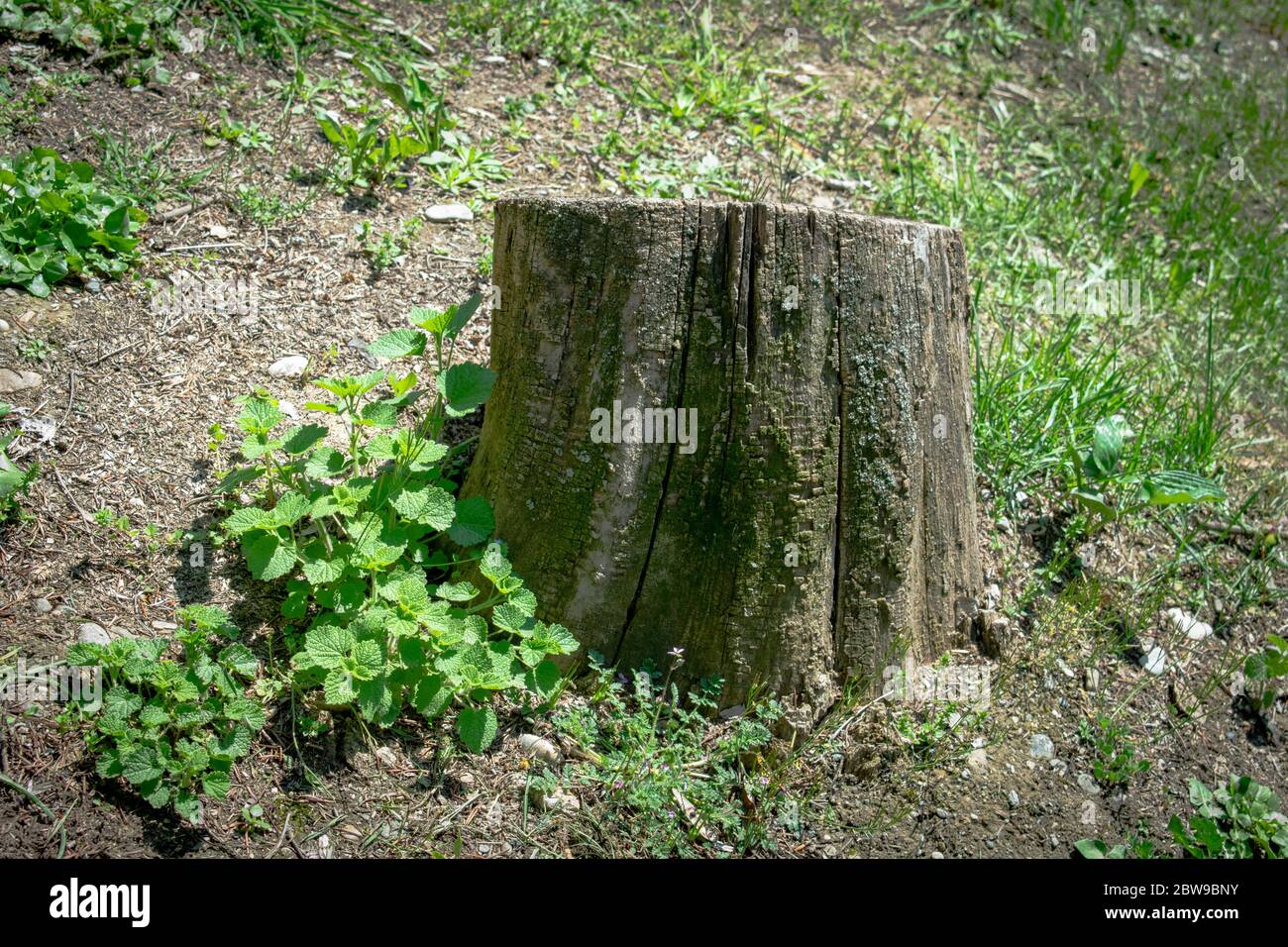 Cut tree in the forest, green background Stock Photo
