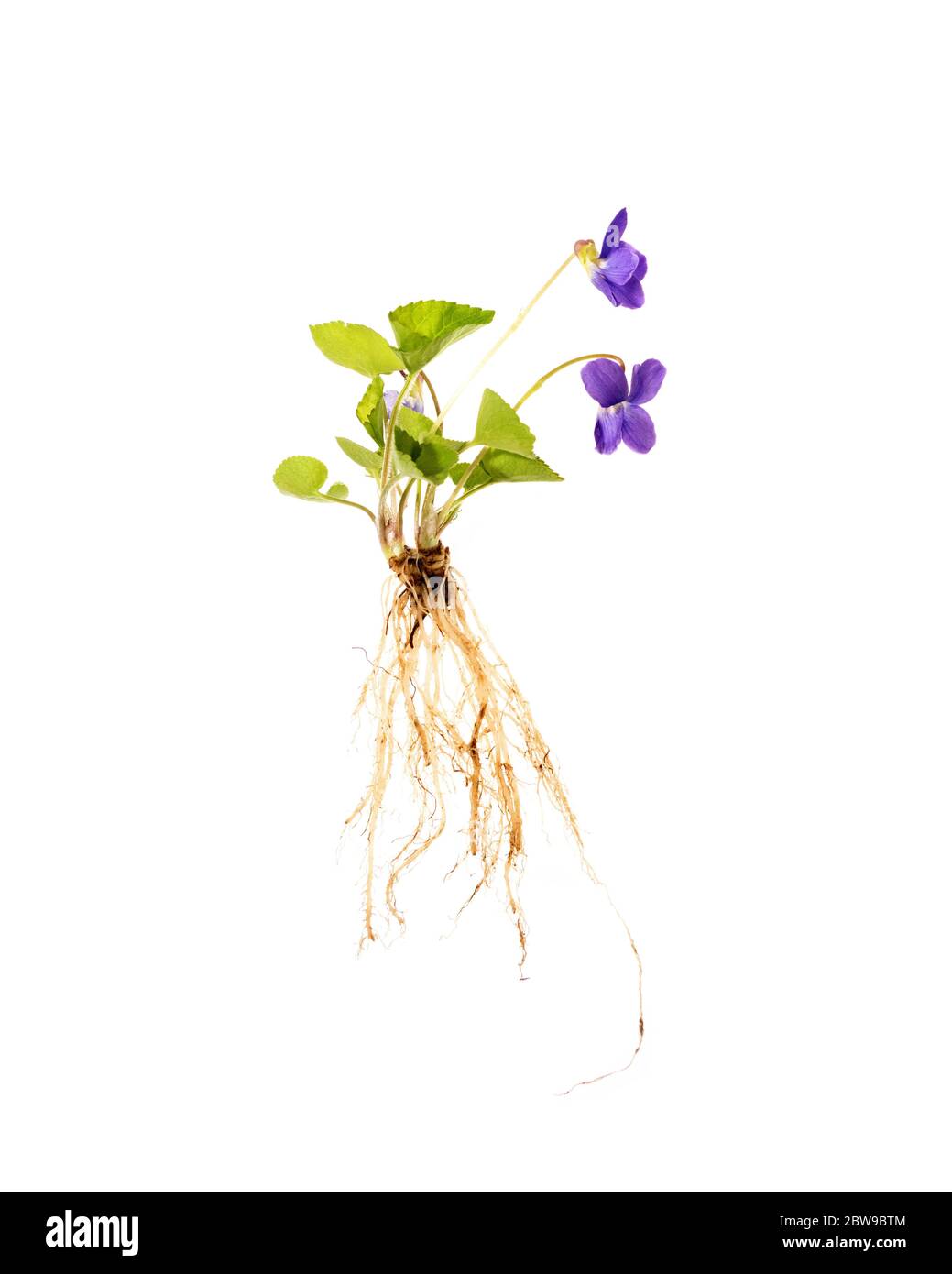 Wild violet (Viola sororia) on white background, showing entire plant (roots, stems, leaves, flowers) Stock Photo
