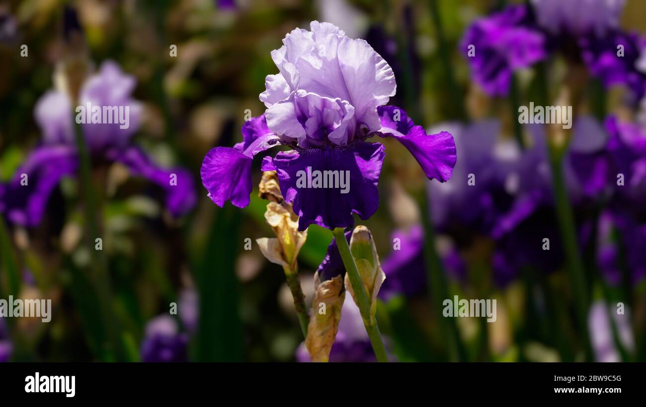 A multi toned purple bearded iris stands out in a field of blooming flowers stalks. Stock Photo