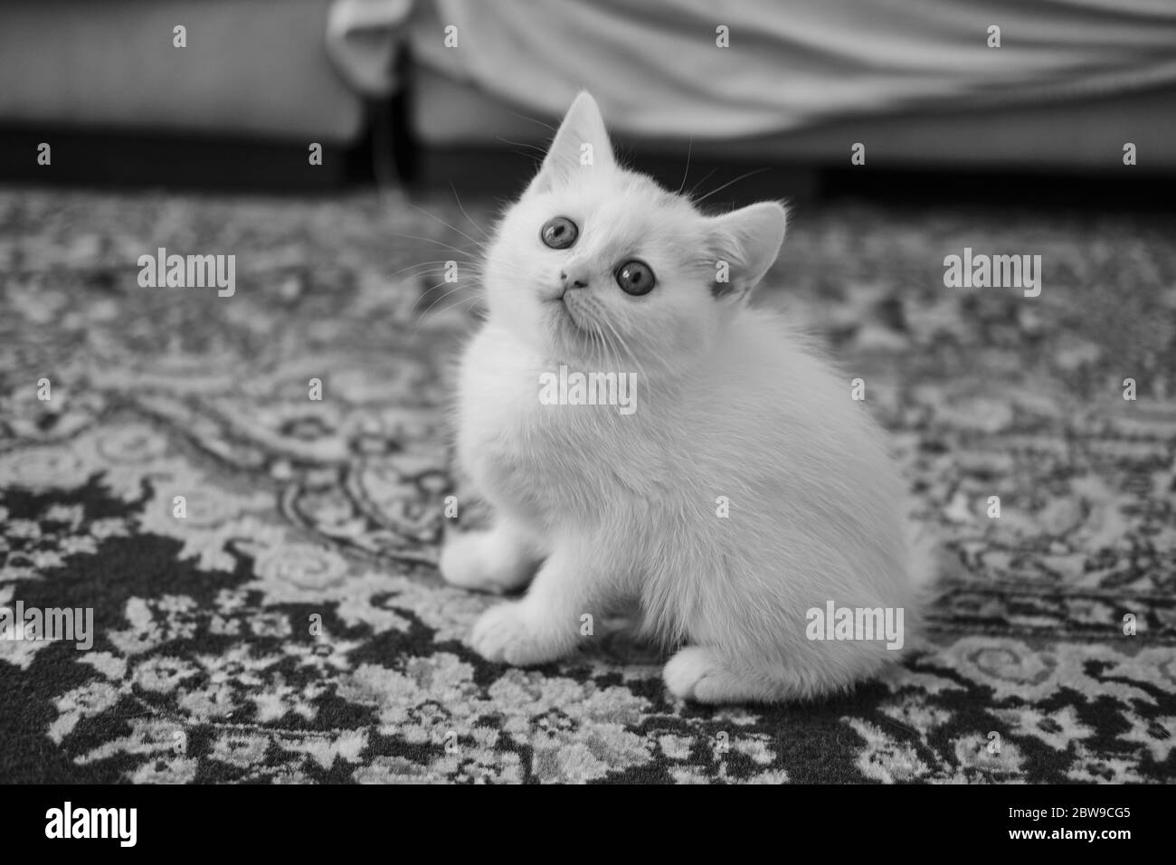 British Shorthair kitten of silver color Stock Photo