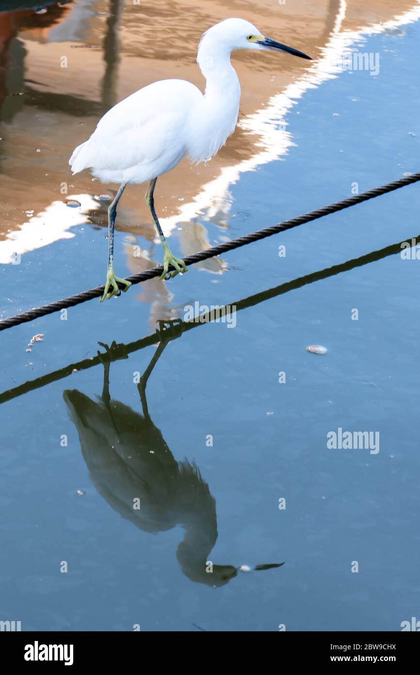 The elegant Great Egret. Great Egrets are tall, longlegged wading