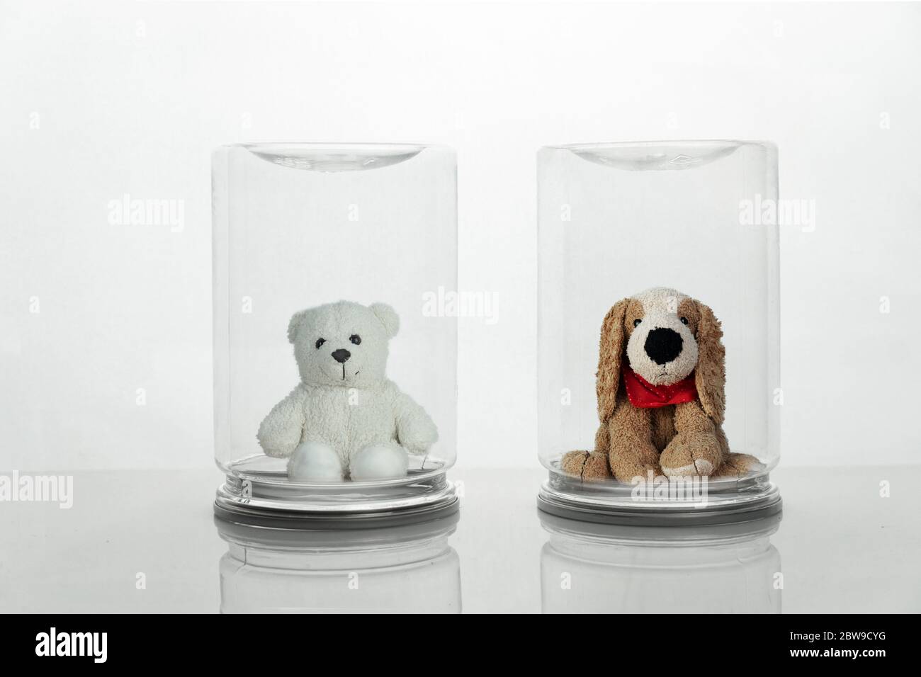 brown dog and white bear fluffy doll protect by transparency glass protection in social and physical distancing for covid-19 virus concept medical hea Stock Photo