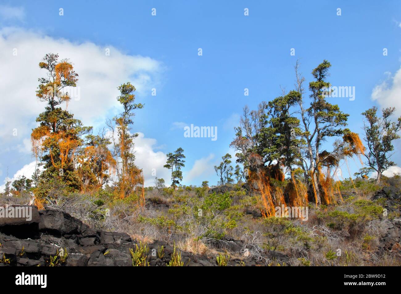 Fascinating stringy, parasitic vine covers trees in the Hawaii Volcanoes National Park.  Ohi'a trees struggle to survive its clutches. Stock Photo