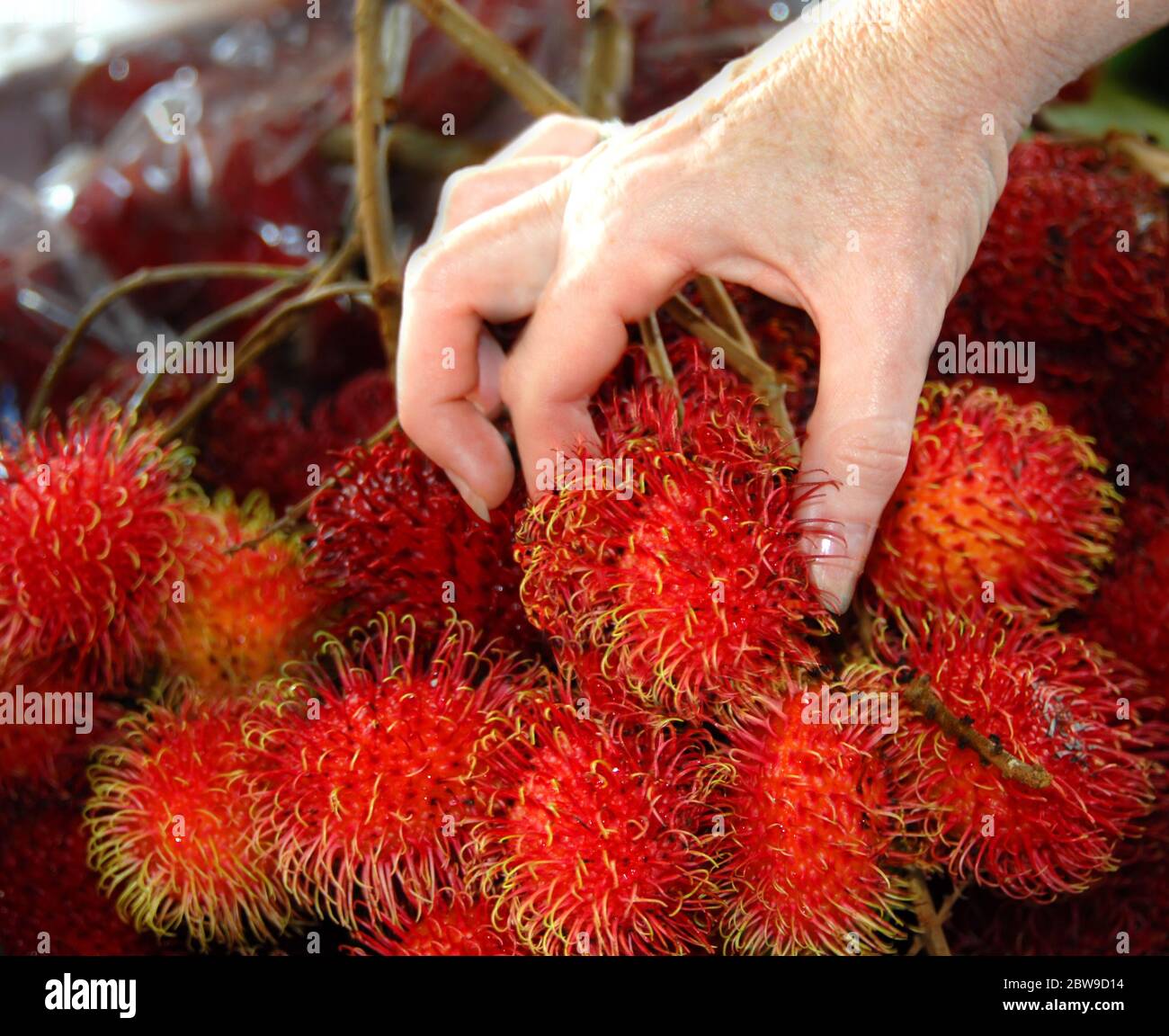 Big Island visitor picks through the fresh and sweet Rambutan at the locals Farmers Market in Hilo, Hawaii. Stock Photo