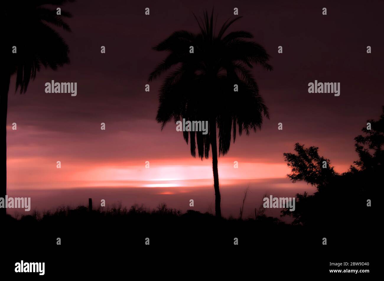 Kohala Coast is bathed in pink and red as the sun sets over the Big Island of Hawaii.  Palm trees are silhouetted and a loen fence post stands out of Stock Photo