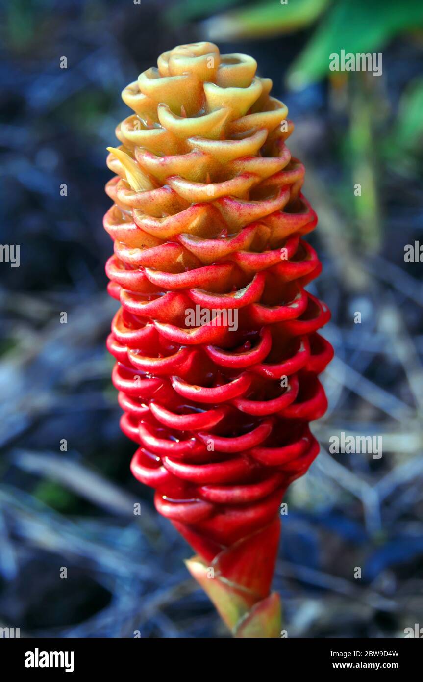 Shampoo Ginger (maracas) is growing in the Hawaii Tropical Botanical