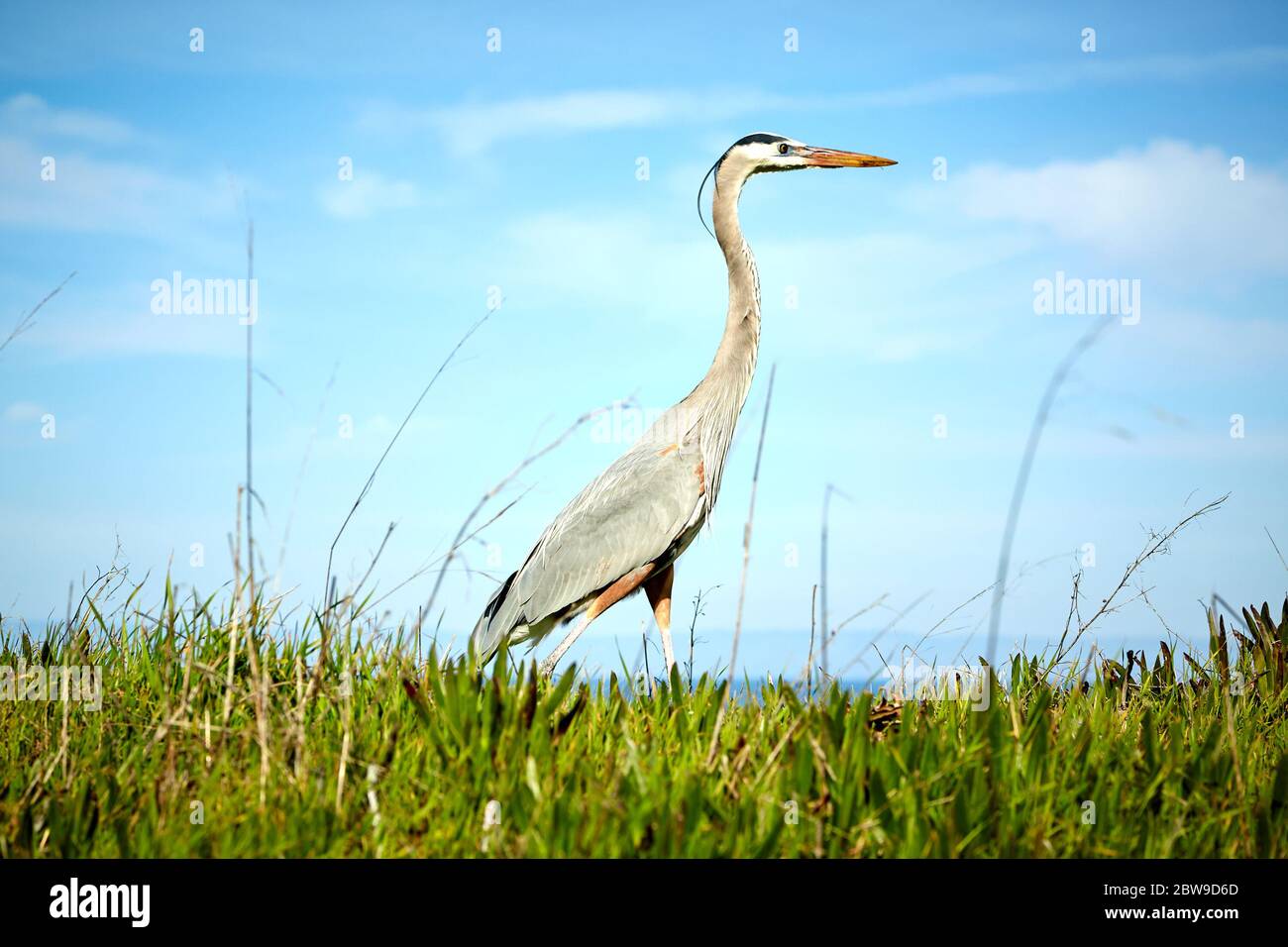 Profile of Single Heron on Grass with Blue Sky in Background Stock Photo