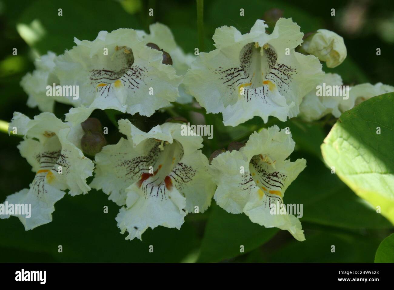 The Catalpa's are in bloom in the Midwest. Stock Photo