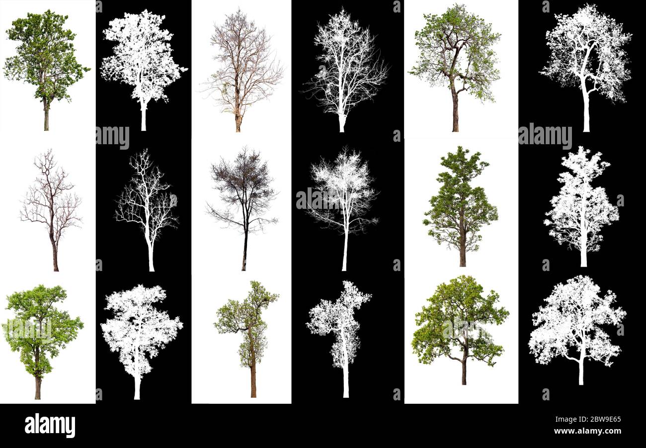 Trees Background Alpha collection tree on white background with alpha channel Stock Photo - Alamy