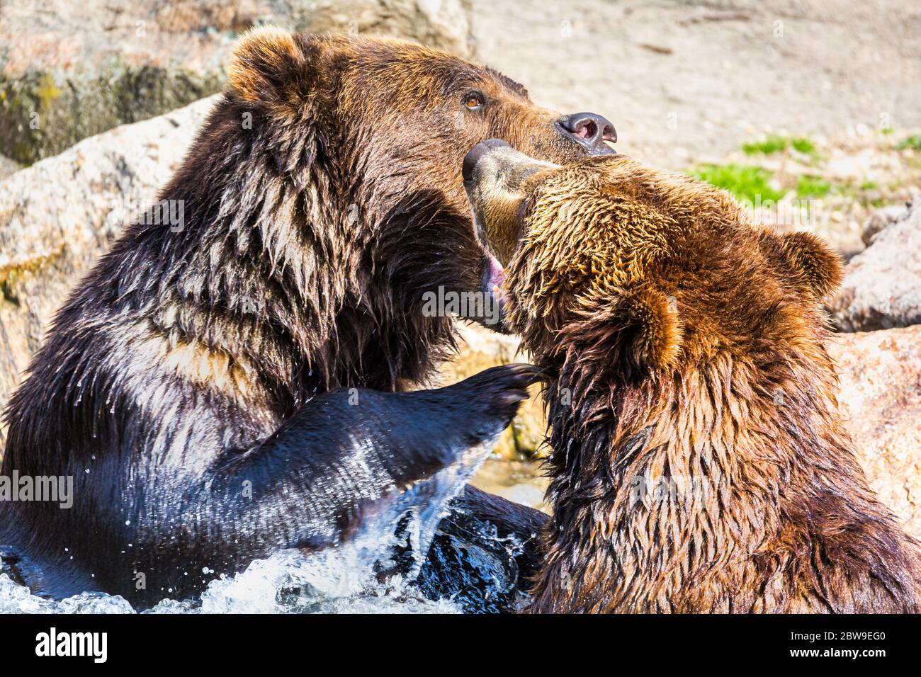 Brown Bear couple fight or play in a river Stock Photo