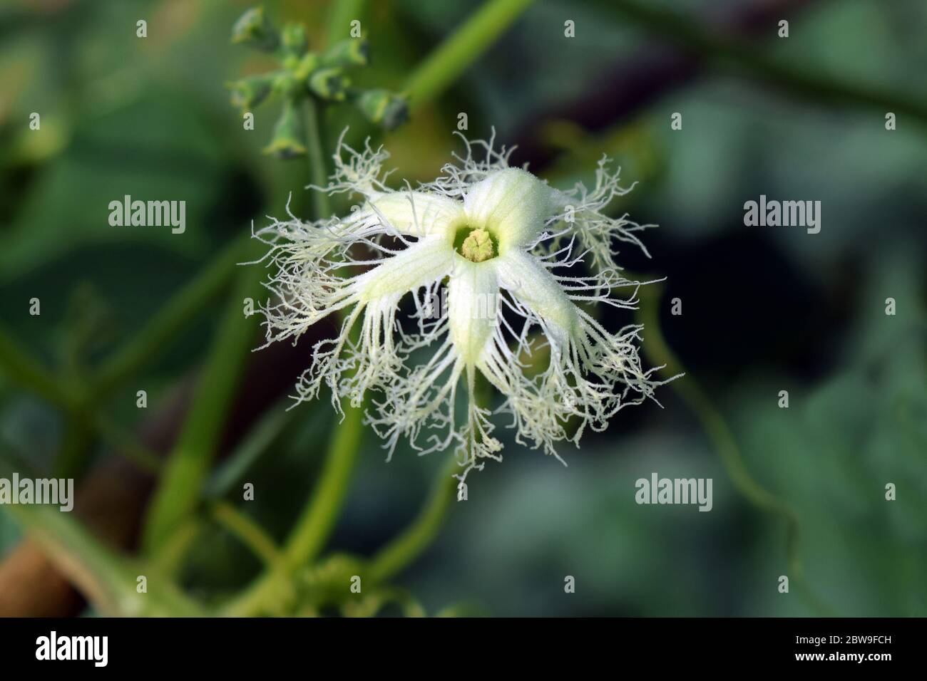 Vegetable flower on green background Stock Photo