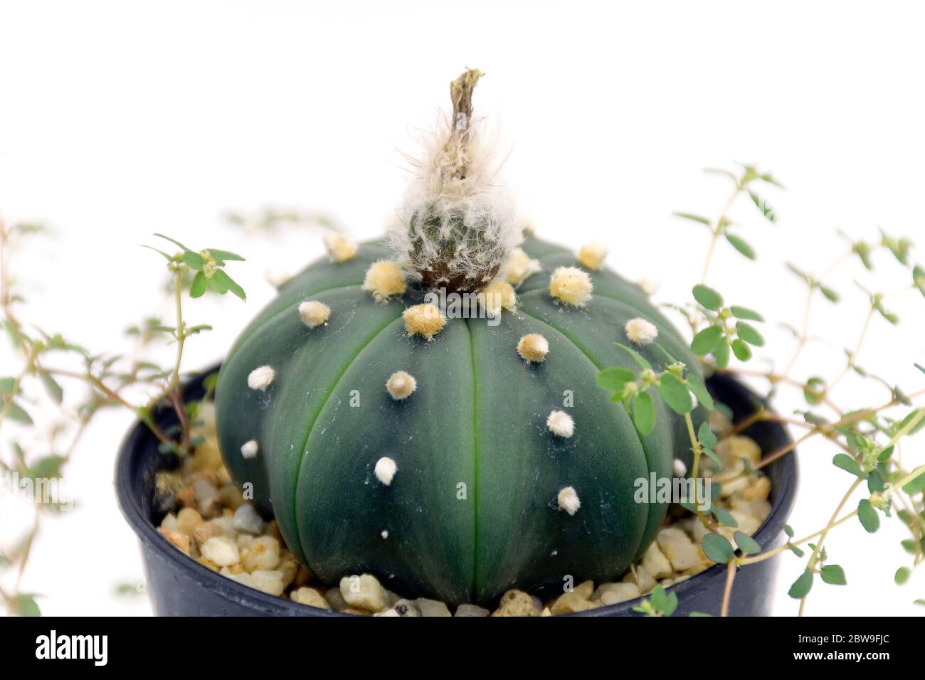 Astrophytum asterias nudum and pod with plenty of seeds inside. Stock Photo