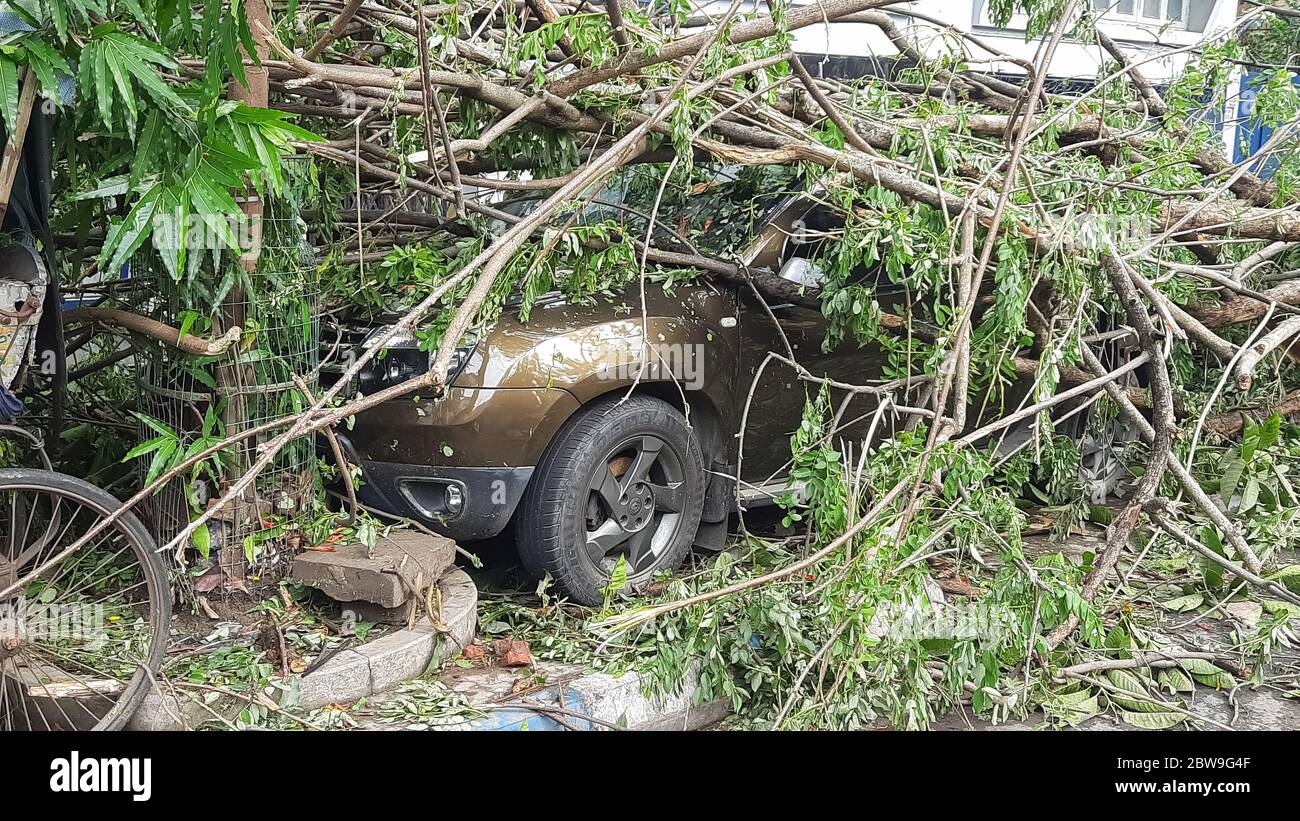 Car crushed with fallen tree trunk after severe cyclonic storm 'Amphan' landfall strike at Kolkata city India Stock Photo