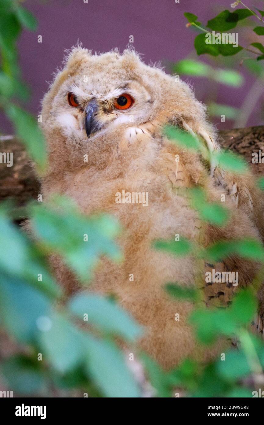 Magdeburg, Germany. 28th May, 2020. A chick of a Siberian eagle owl is  hiding behind leaves in the aviary at Magdeburg Zoo. The young animal is  one of two chicks that hatched